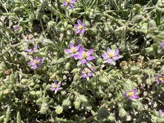 Spergularia bocconei