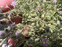 Spergularia bocconei