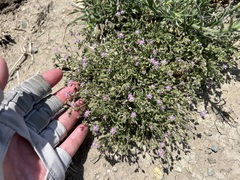 Spergularia bocconei