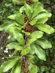 Sideroxylon tenax