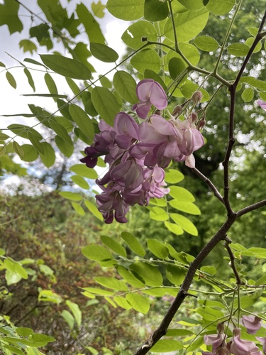 Robinia hispida var. rosea