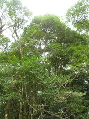 Ocotea catharinensis