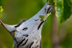 Eriogaster lanestris