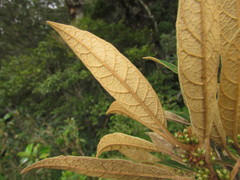 Piptocarpha axillaris