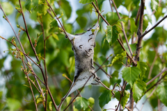 Eriogaster lanestris