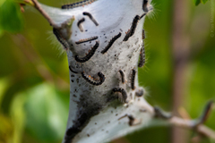 Eriogaster lanestris