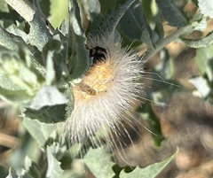 Estigmene acrea