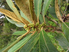 Piptocarpha axillaris