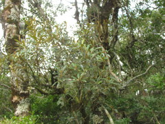 Piptocarpha axillaris