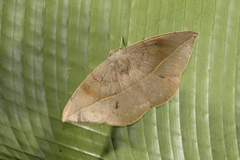 Oxydia peosinata