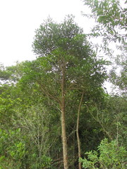 Palicourea sessilis