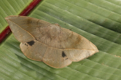 Oxydia peosinata