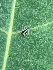 Hyaliodes