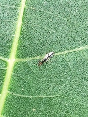 Hyaliodes