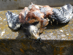 Sarconesiopsis magellanica