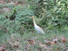 Bubulcus ibis coromandus
