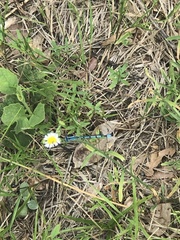 Enallagma doubledayi