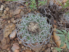 Discocactus heptacanthus