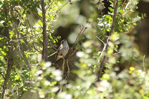 iNaturalist observation photo of Anna's Hummingbird