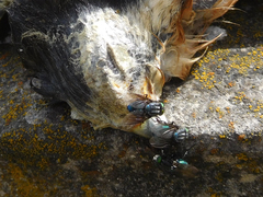 Sarconesiopsis magellanica