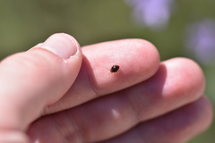 Strongylocoris