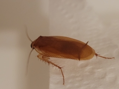 Parcoblatta virginica