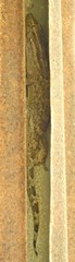 Tarentola americana