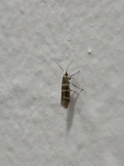 Argyresthia trifasciata