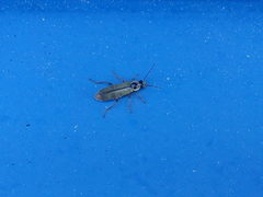 Metacantharis clypeata