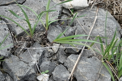 Allium canadense lavandulare