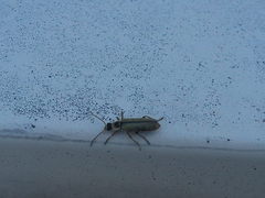 Metacantharis clypeata