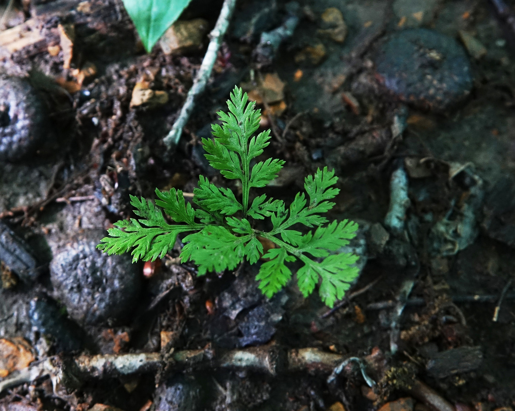 rattlesnake fern from Ritchie Cemetery on May 18, 2022 at 11:06 AM by ...