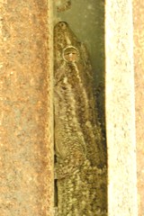 Tarentola americana