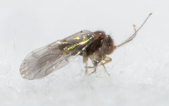 Ectopsocopsis cryptomeriae