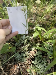 Antennaria microphylla