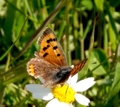 Lycaena phlaeas phlaeas