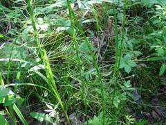 Equisetum fluviatile