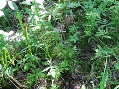 Equisetum fluviatile