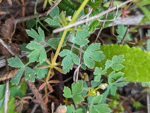 Image of Lomatium californicum by (c) Logan J.L. Bradley, some rights reserved (CC BY)