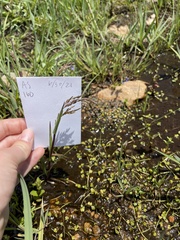 Torreyochloa pallida