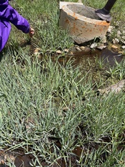 Torreyochloa pallida