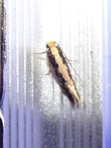 Monopis crocicapitella