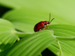 Lilioceris merdigera