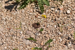 Securigera securidaca