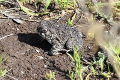 Anaxyrus compactilis