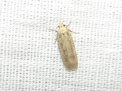 Platyedra subcinerea