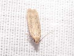 Platyedra subcinerea