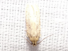 Platyedra subcinerea