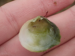 Cumingia californica