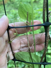 Smilax tamnoides